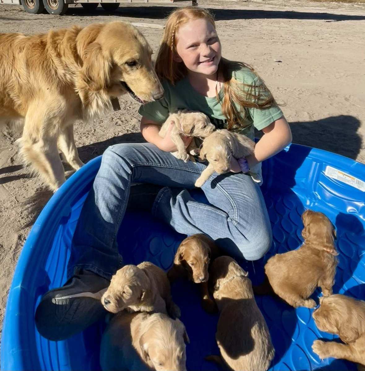 One of the Quarnberg girls in a kiddie pool full of Goldendoodle puppies