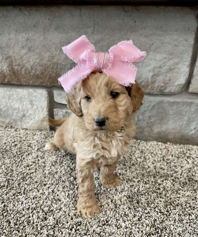 Goldendoodle puppy with a pink bow