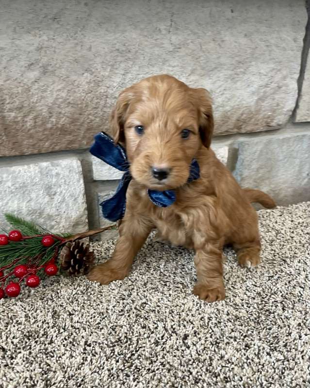 Goldendoodle puppy sitting in the gravel